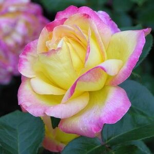 Meet your Posher, Stacy